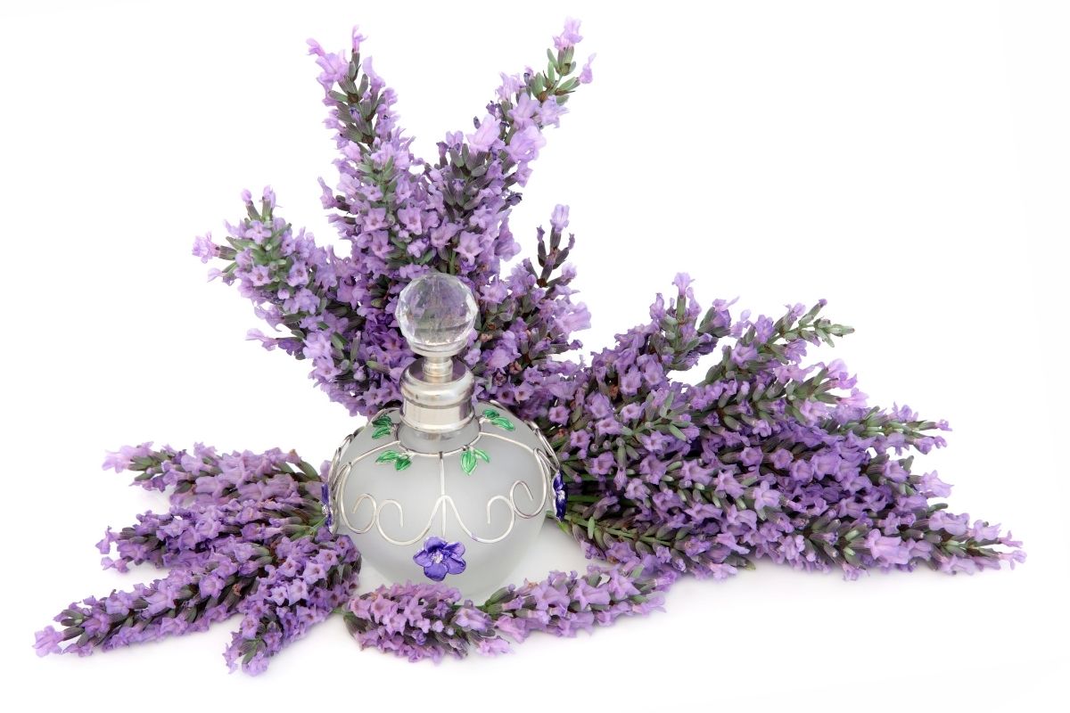 Best Scents for Meditation and Mindfulness Awaken Your Senses
